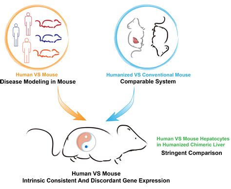 how are mice similar to humans
